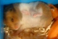 /album/skrecky/dsc00406-jpg/